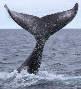 Buckelwal in isländischen Gewässern