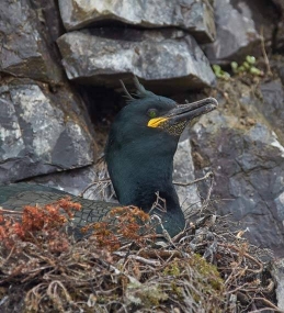 Lebendige Vogelwelt am Myvatn