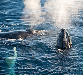 Buckelwale in Nordspitzbergen © Erwin Vermeulen / Oceanwide Expeditions