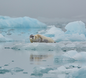 Robbe in Nordspitzbergen auf Eisscholle © Markus Eichenberger / Oceanwide Expeditions