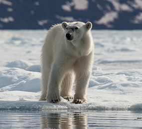 Eisbär auf Spitzbergen © Erwin Vermeulen / Oceanwide Expeditions