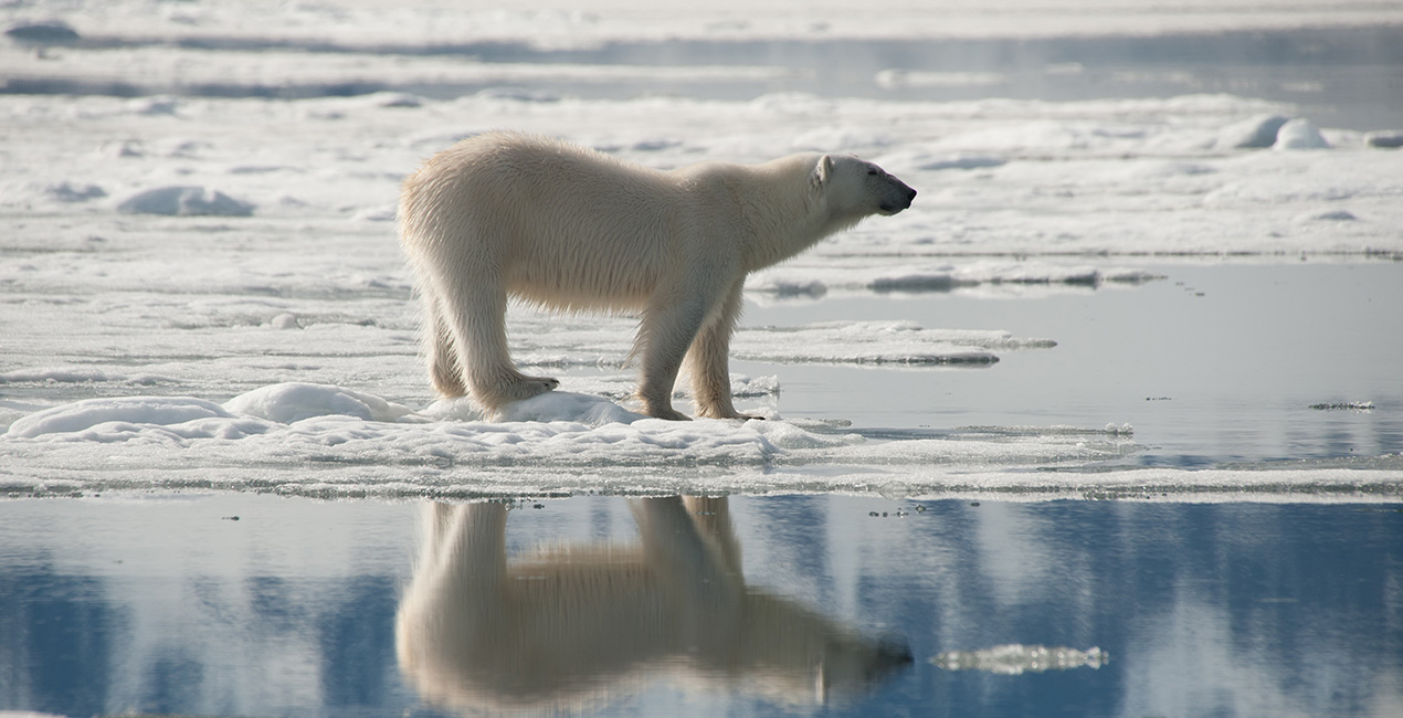 Eisbär in Nordspitzbergen © July Erwin Vermeulen / Oceanwide Expeditions