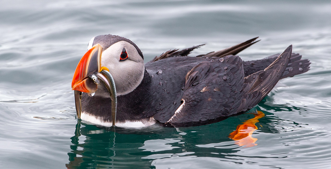 Papageitaucher © Jónas Ottóssen-Markaðsstofa Vesturlands